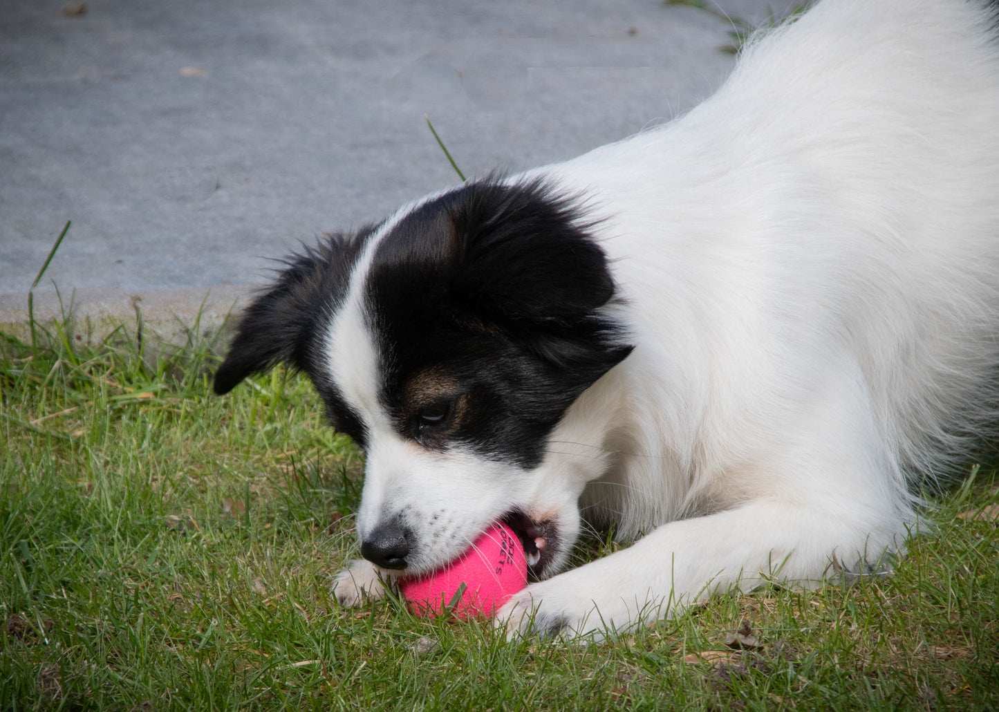 Dog Comets Ball Stardust Oranje S