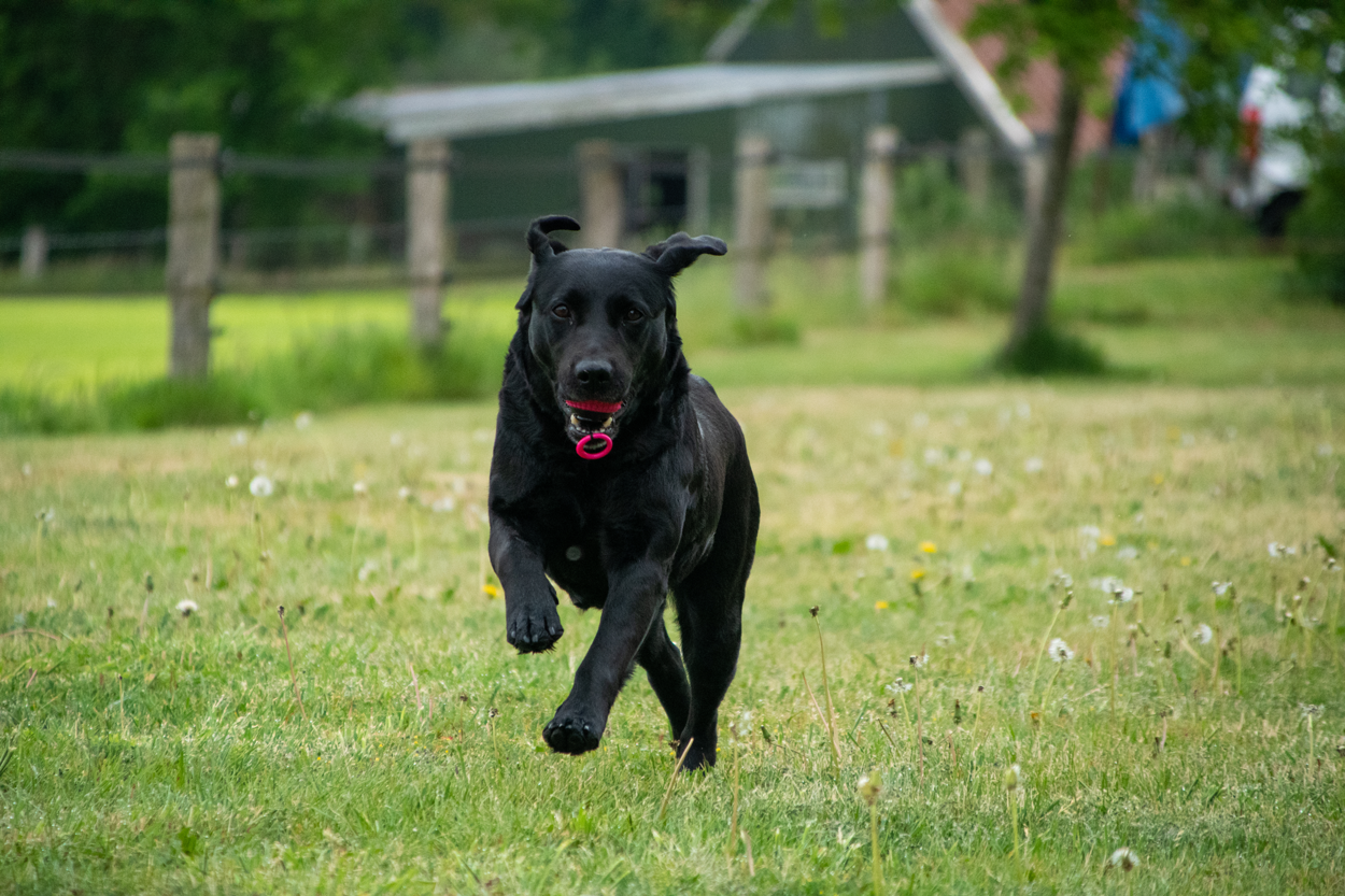 Dog Comets Blazar Jet Groen